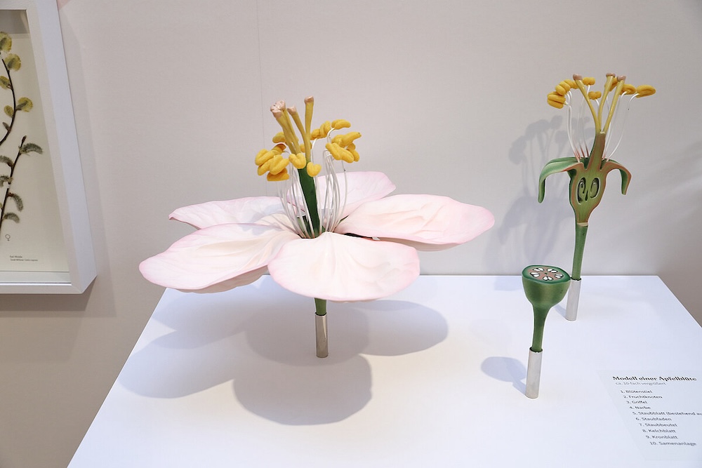 Ausstellungsansicht „Blümchensex. Das bunte Treiben der Pflanzen“  Foto: Universalmuseum Joanneum/J.J. Kuce
