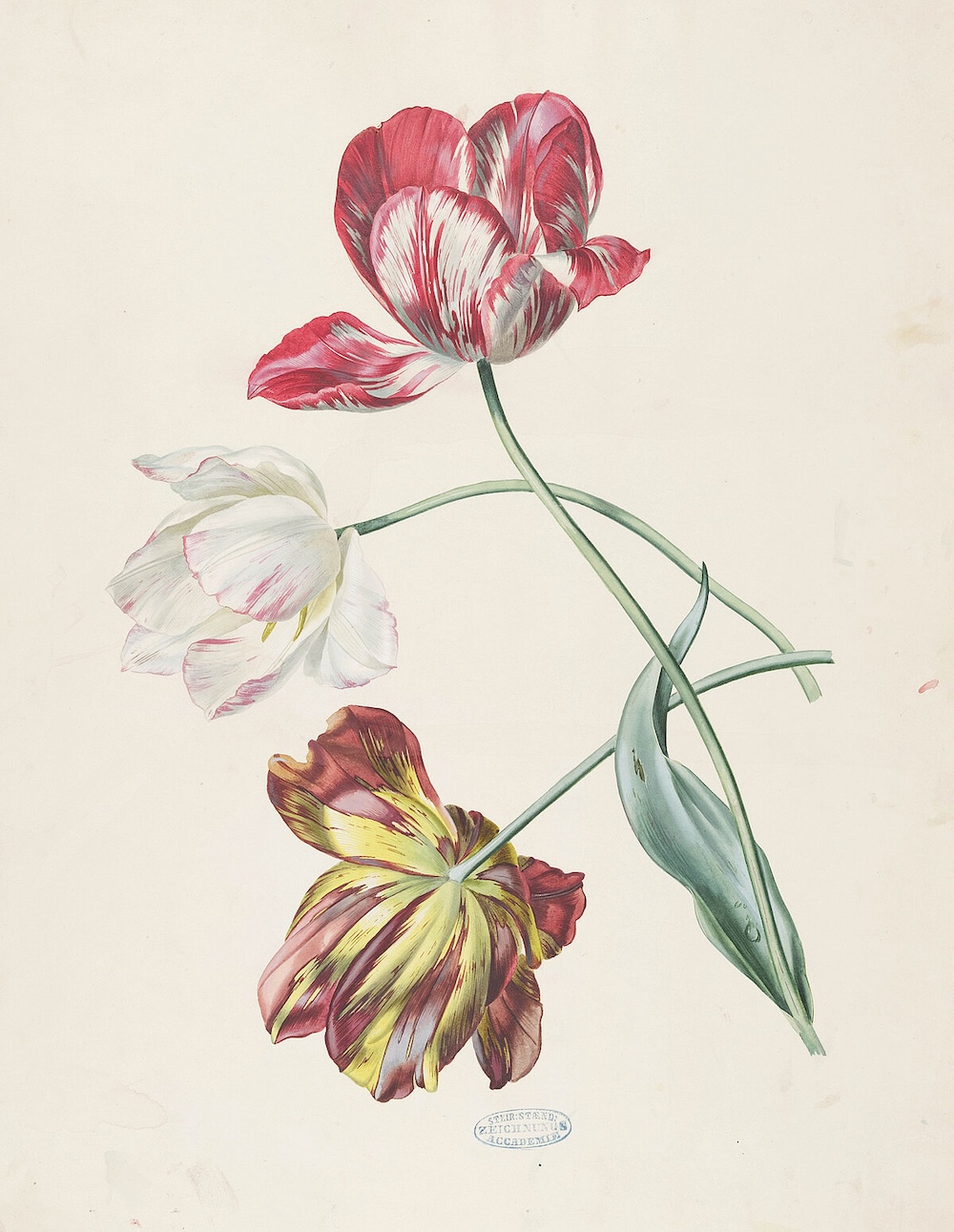 Unbekannter Künstler, Drei Tulpen, Aus dem Bestand der Ständischen Zeichnungsakademie  Sammlung Neue Galerie Graz, Foto: Universalmuseum Joanneum/C. Schmaranz